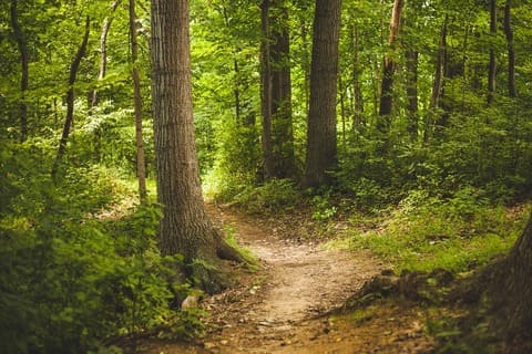 un chemin dans la forêt