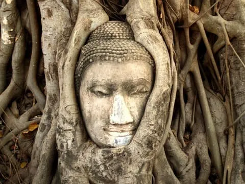 la célèbre tête de Bouddha prise dans les racines à Ayutthaya, Thaïlande