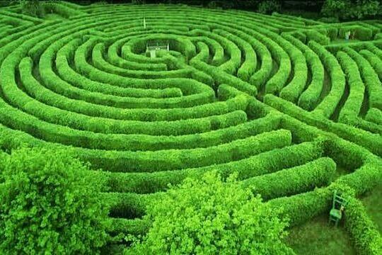 labyrinthe de verdure