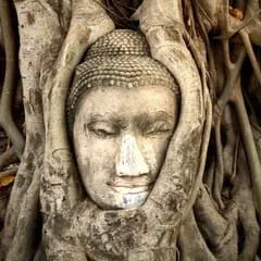 la célèbre tête de Bouddha prise dans les racines à Ayutthaya, Thaïlande