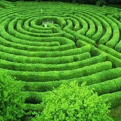 labyrinthe de verdure