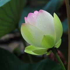 bouton de fleur de lotus