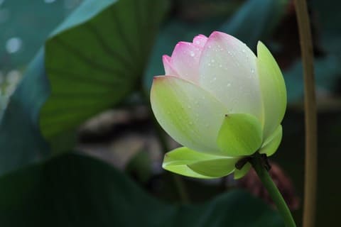 bouton de fleur de lotus
